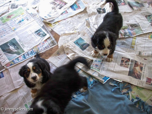 Charlie-litter-mates-2009-001