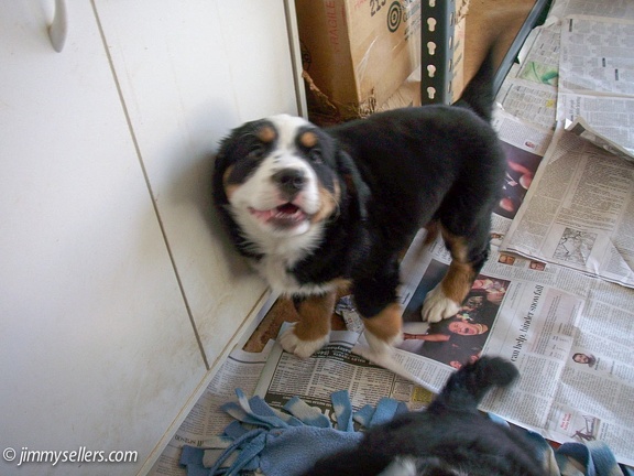 Charlie-litter-mates-2009-008