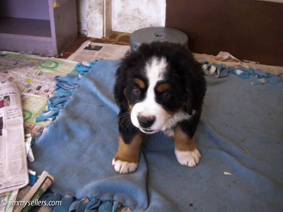 Charlie-litter-mates-2009-014