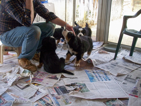 Charlie-litter-mates-2009-018