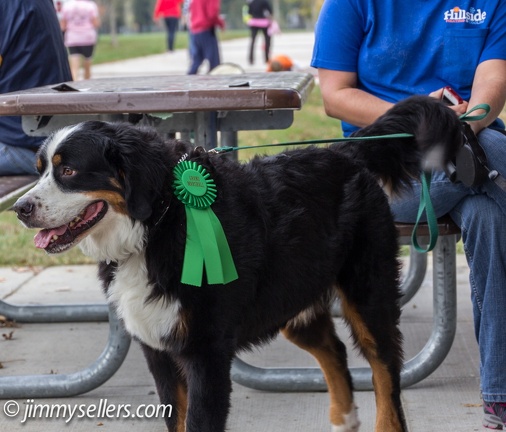 Wag-n-Walk-2013-040