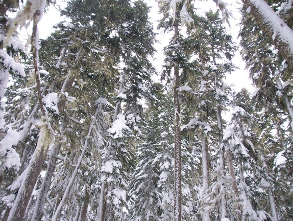 Winter-Carnival-2012-Whistler-Blackcomb-March-7