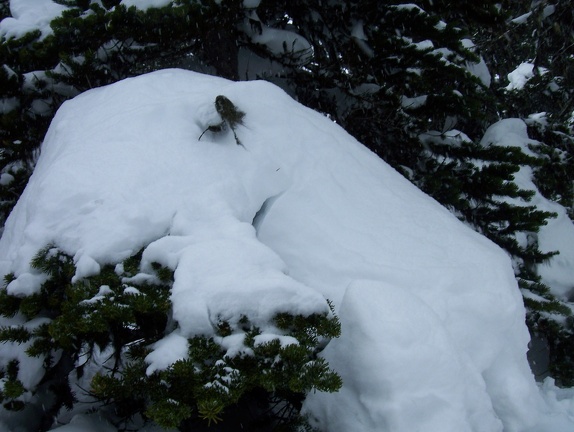 Winter-Carnival-2012-Whistler-Blackcomb-March-72