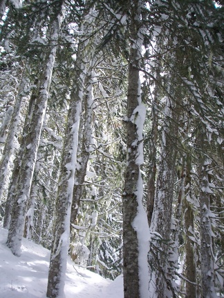 Winter-Carnival-2012-Whistler-Blackcomb-March-108