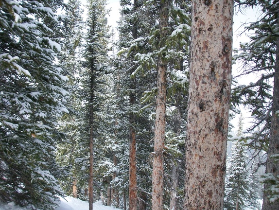 Winter-Carnival-2012-Crested-Butte-February-25