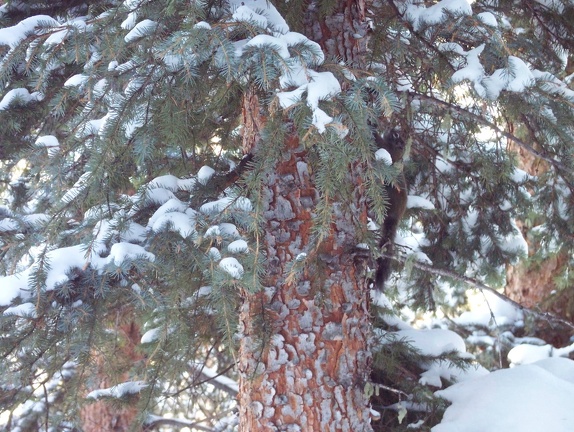 Winter-Carnival-2012-Telluride-February-44