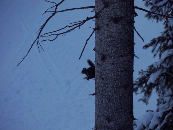 Winter-Carnival-2012-Telluride-February-45