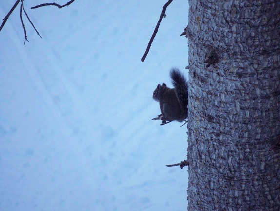 Winter-Carnival-2012-Telluride-February-46