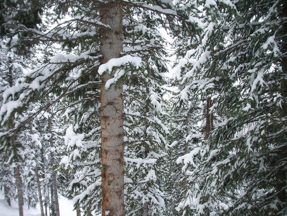 Winter-Carnival-2012-Telluride-February-52