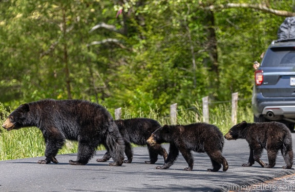 2022-05-smoky-mountain-kentucky-horses-68