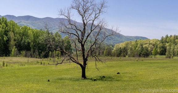 2022-05-smoky-mountain-kentucky-horses-69