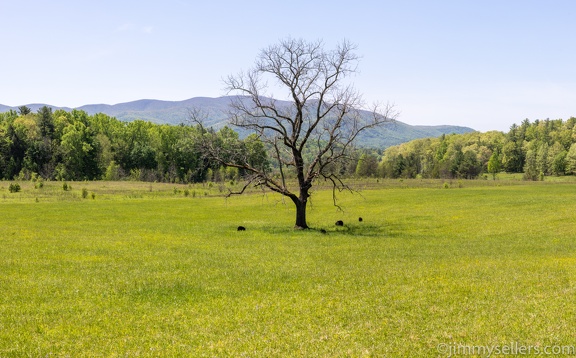 2022-05-smoky-mountain-kentucky-horses-70