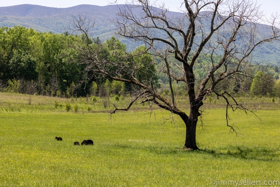 2022-05-smoky-mountain-kentucky-horses-71