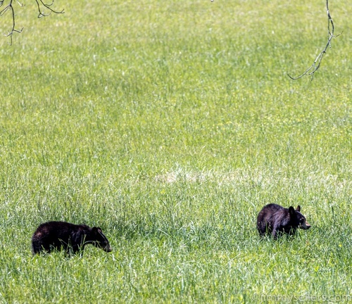 2022-05-smoky-mountain-kentucky-horses-72