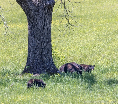 2022-05-smoky-mountain-kentucky-horses-73