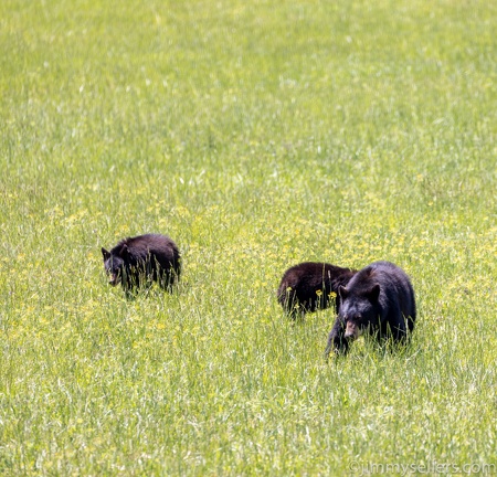 2022-05-smoky-mountain-kentucky-horses-76