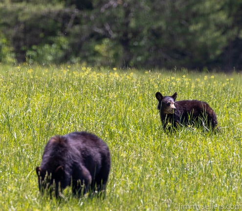 2022-05-smoky-mountain-kentucky-horses-78