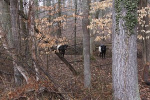 Charlie-and-cows-2013-02-23-004