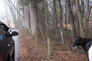 Charlie-and-cows-2013-02-23-024