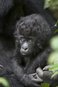 infant-mountain-gorilla-rwanda-suzi-eszterhas