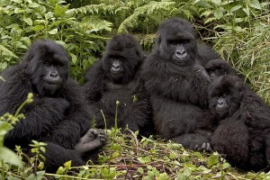 mountain-gorilla-family-in-rwandan-forest-ingo-arndt