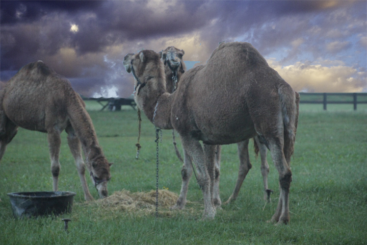 Camels in Fair Hill