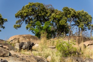 Lone Buffalo