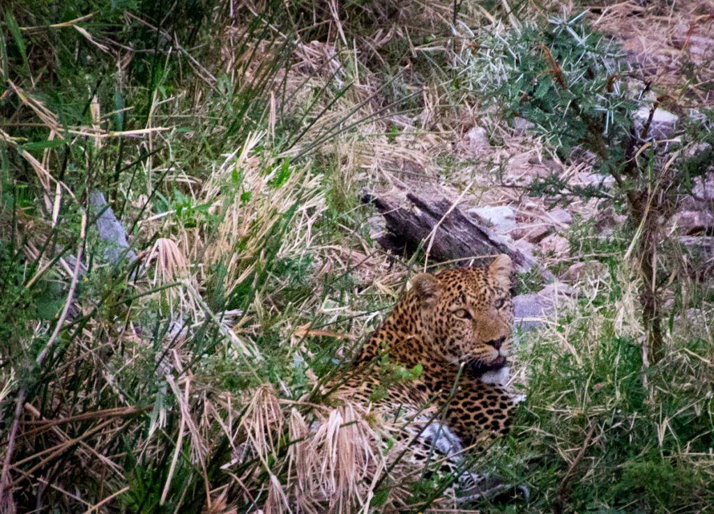 Lucky Leopard