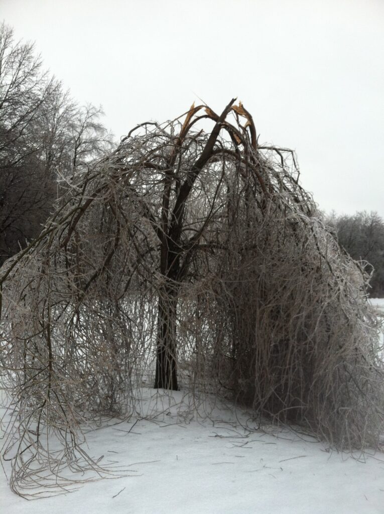 Dead weeping willow tree
