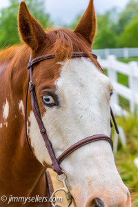 2014-05-21-Tanya-Blue-Horse-8