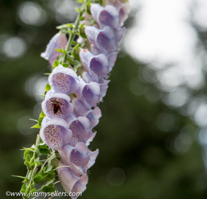 2014-07-Oregon-Washington-July-2014-320