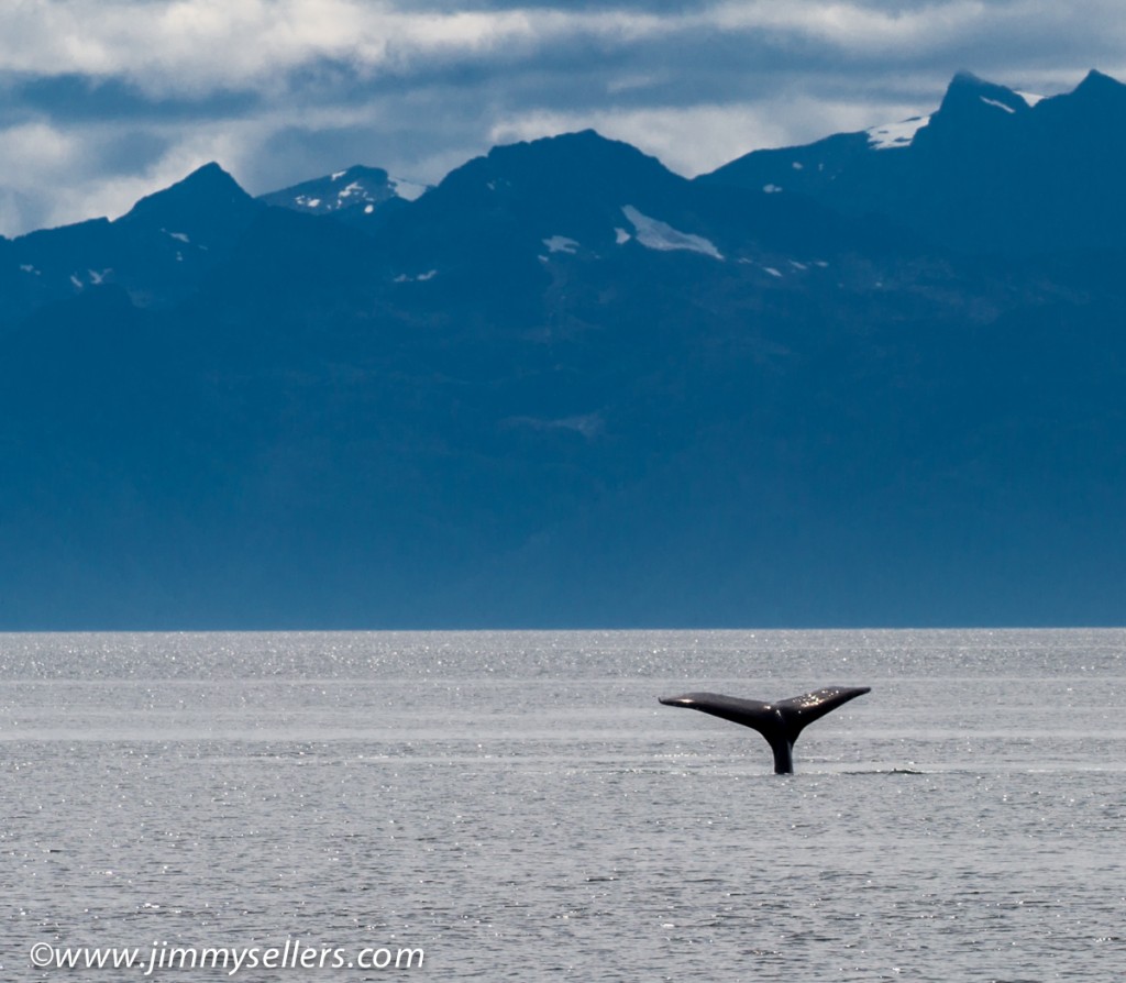 Whale Tail!