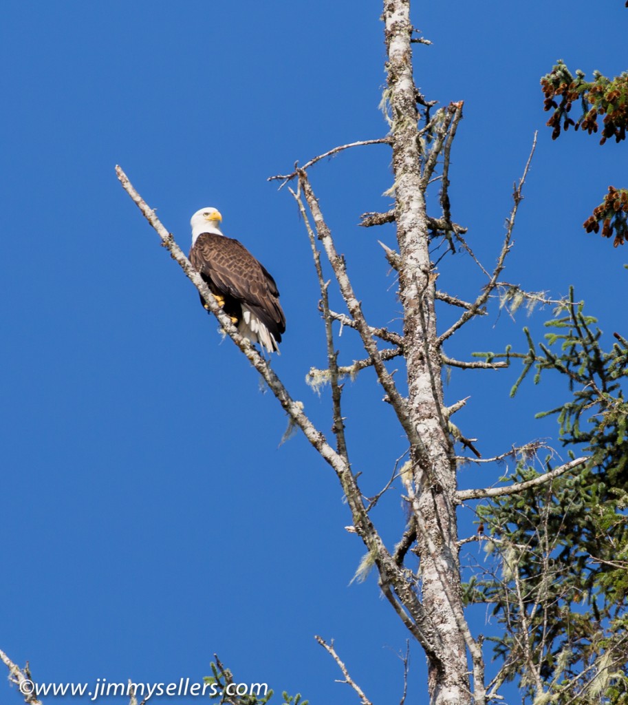 is that an eagle?