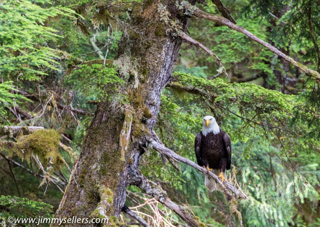 Alaska-2015-07-650