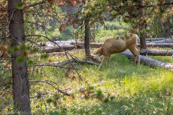 2020-08-Yellowstone-trip-west-679