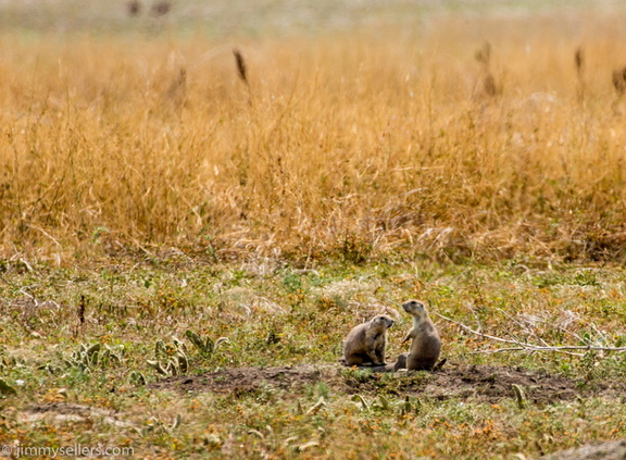 2020-08-Yellowstone-trip-west-1716