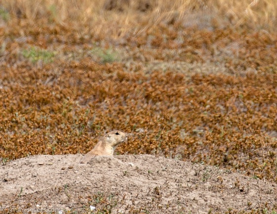 2020-08-Yellowstone-trip-west-1728