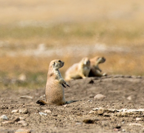 2020-08-Yellowstone-trip-west-1751