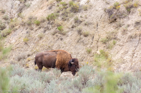 2020-08-Yellowstone-trip-west-1811