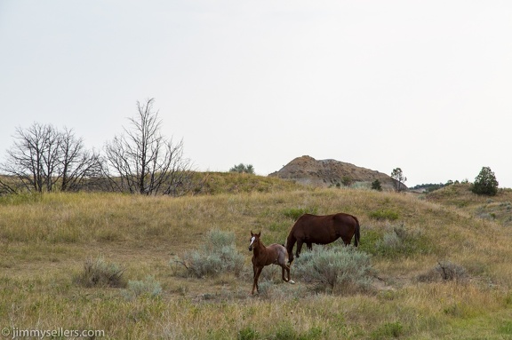 2020-08-Yellowstone-trip-west-1838