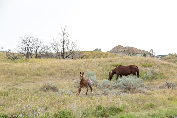 2020-08-Yellowstone-trip-west-1839