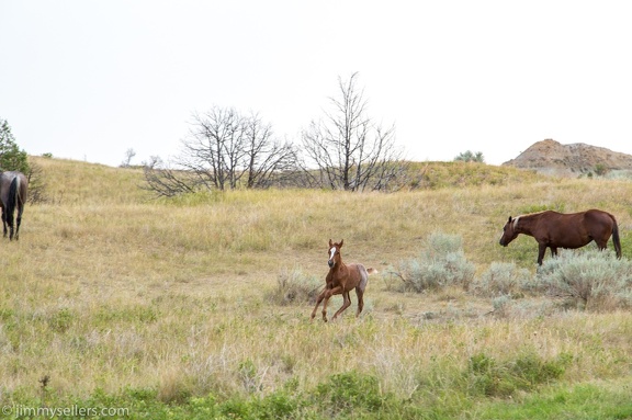 2020-08-Yellowstone-trip-west-1840