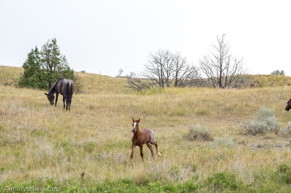 2020-08-Yellowstone-trip-west-1842