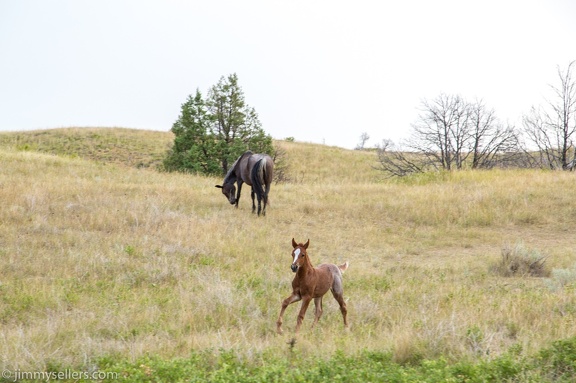 2020-08-Yellowstone-trip-west-1843