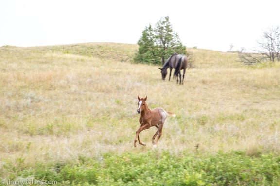 2020-08-Yellowstone-trip-west-1844