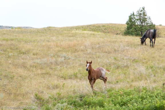 2020-08-Yellowstone-trip-west-1845