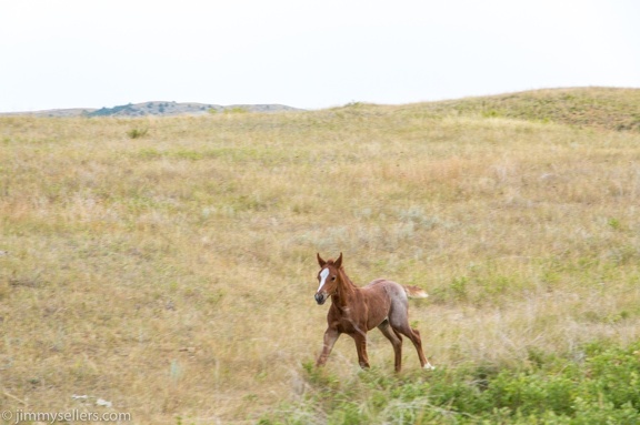 2020-08-Yellowstone-trip-west-1846