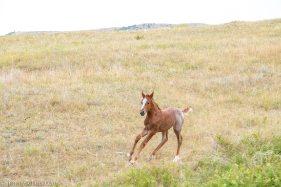 2020-08-Yellowstone-trip-west-1847