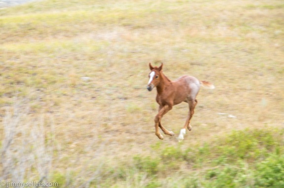 2020-08-Yellowstone-trip-west-1848