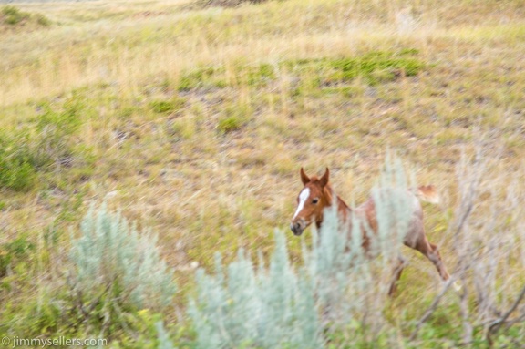 2020-08-Yellowstone-trip-west-1850